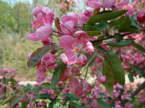 Яблоня (Malus) Ola