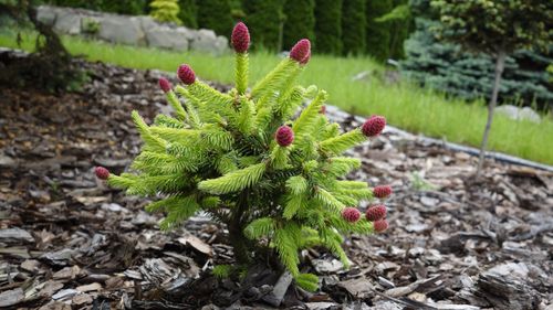Ель обыкновенная (Picea abies) Pusch