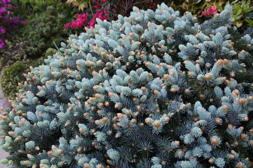 (PICEA PUNGENS) GLAUCA GLOBOSA