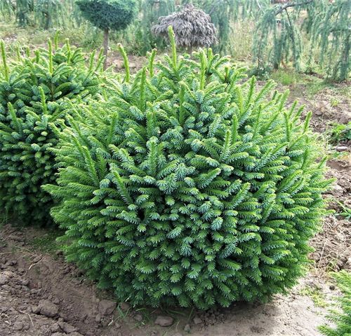 Ель сербская (Picea omorika) Nana