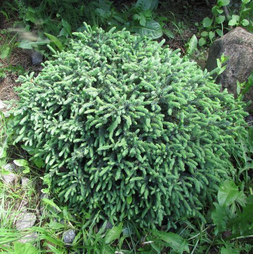 Ель обыкновенная или европейская (Picea abies) Echiniformis