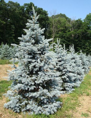 Ель колючая (Picea pungens)