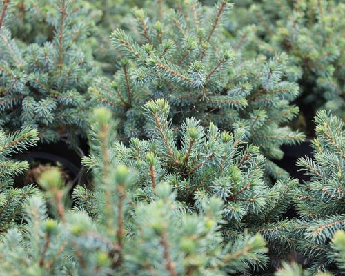 Ель канадская (Picea glauca) Echiniformis