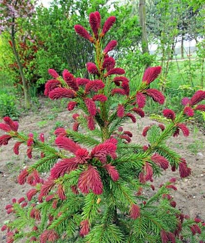 Ель обыкновенная (Picea abies) Rydal