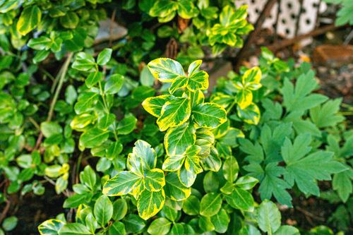 Бересклет Форчуна (Euonymus fortunei) Coloratus