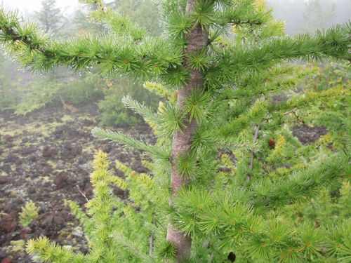 Лиственница японская (Larix caempferi) Diana