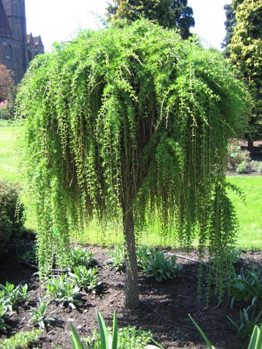 Лиственница европейская (Larix deciduas) Repens
