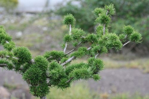 Лиственница европейская (Larix deciduas) Kornik