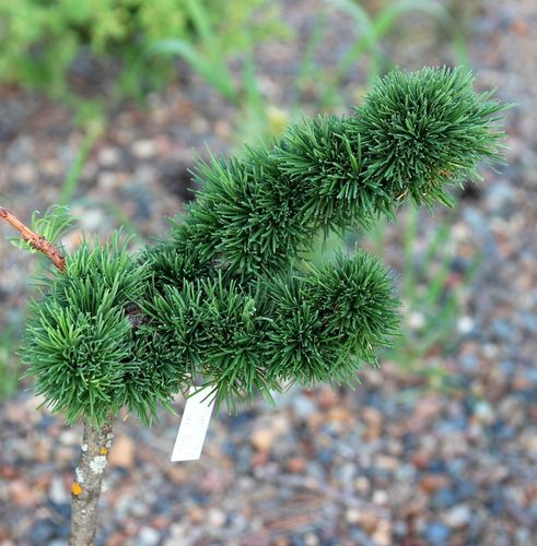 Лиственница европейская (Larix deciduas)