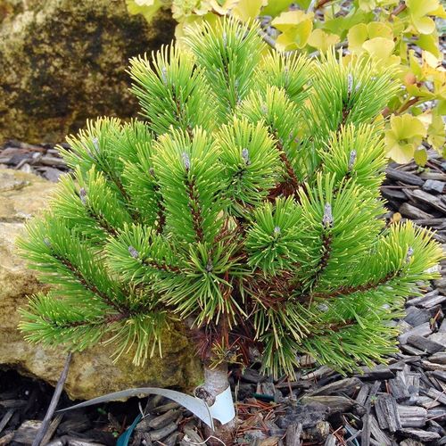 Сосна горная (Pinus mugo) Winter Gold