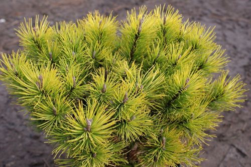 Сосна горная (Pinus mugo) Ophir