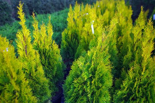 Туя западная (Thuja occidentalis) Holmstrup