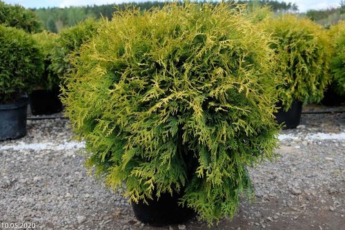 Туя западная (Thuja occidentalis) Golden Globe