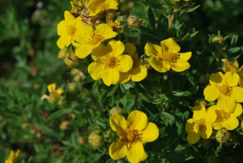 Лапчатка кустарниковая (Potentila fruticosa) Goldteppich