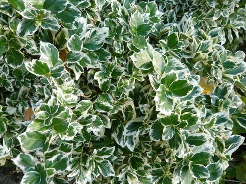 Бересклет Форчуна (Euonymus fortunei) Emerald`n Gold