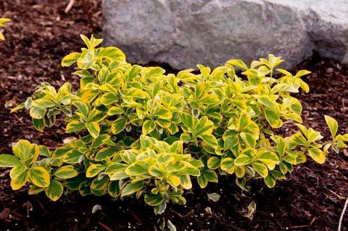 Бересклет Форчуна (Euonymus fortunei) Sunspot