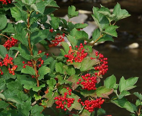 Калина обыкновенная (Viburnum opulus)
