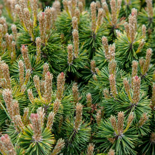  Сосна горная (Pinus mugo) Mughus