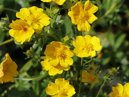 Лапчатка кустарниковая (Potentila fruticosa) Tilford Cream