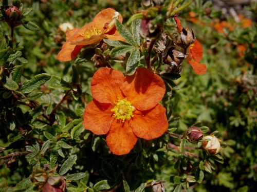 Лапчатка кустарниковая (Potentila fruticosa) Red Ace